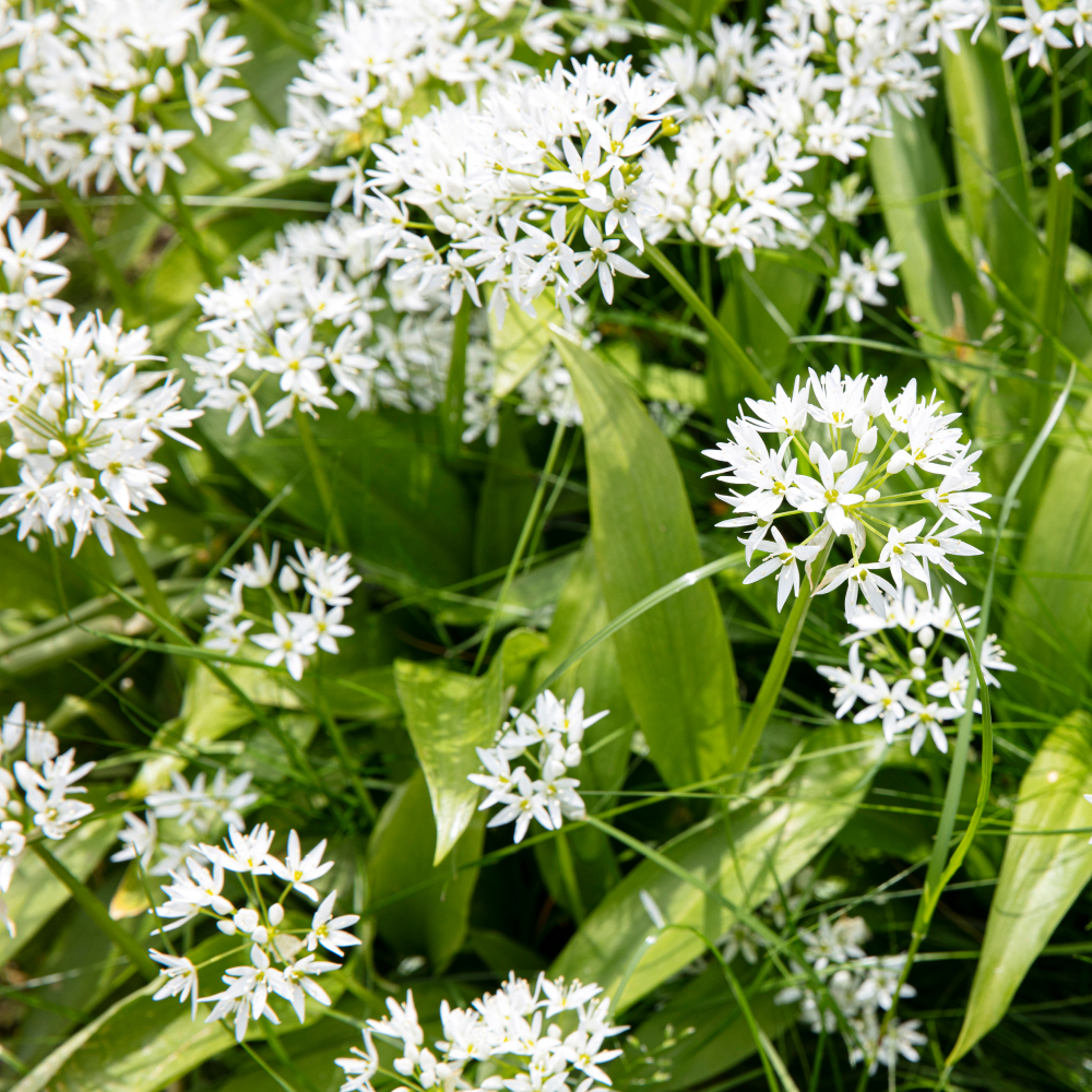 White flowers