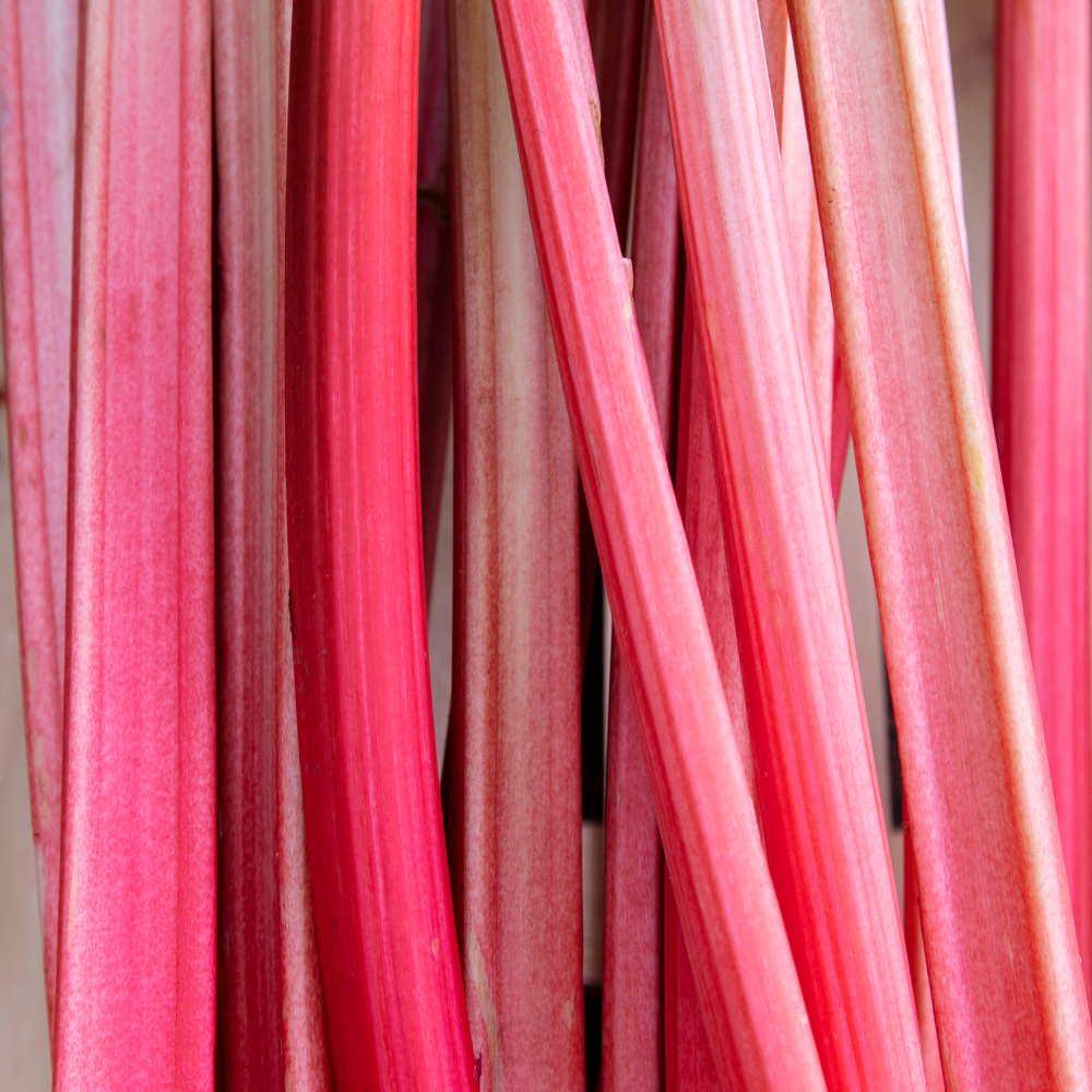 Rhubarb stalks