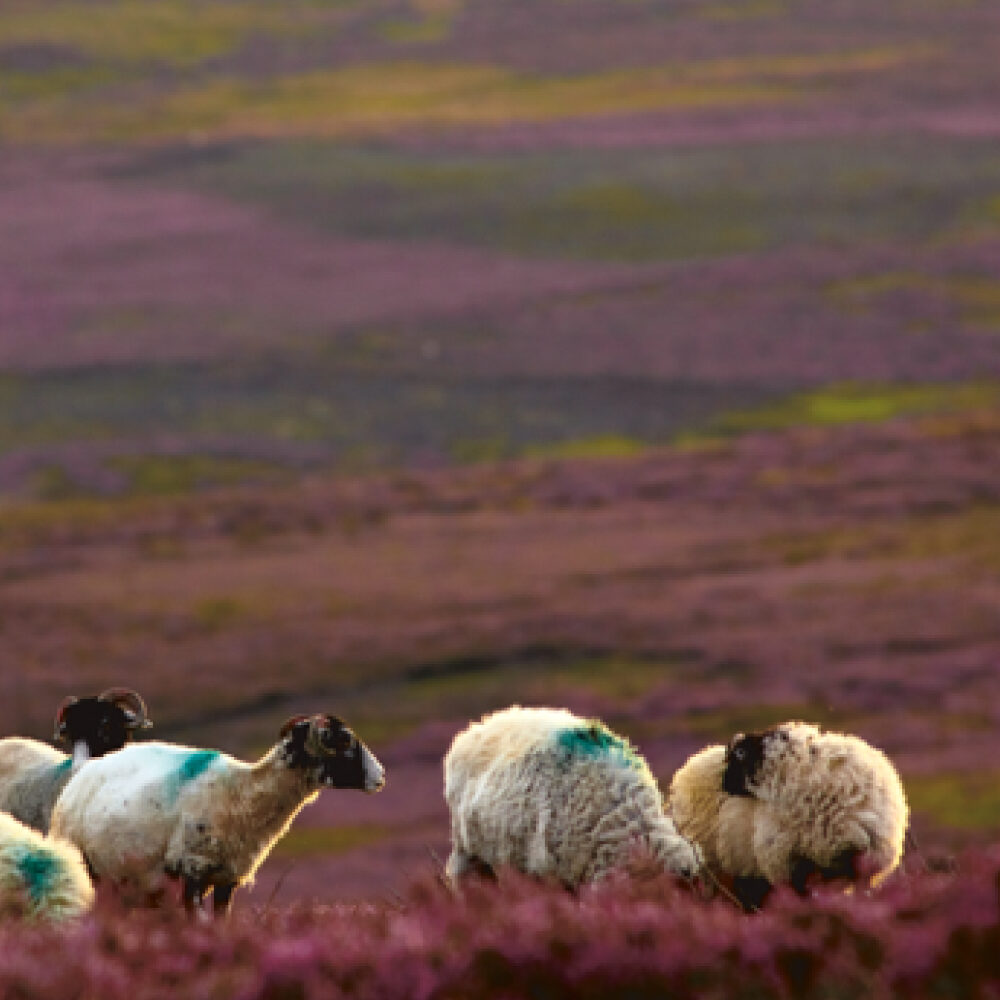 Sheep on the moors